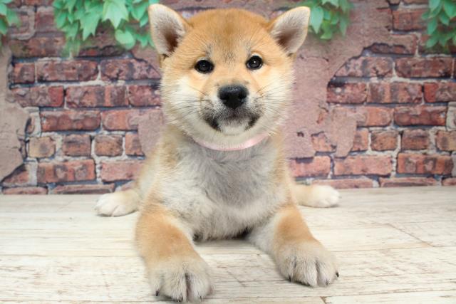 北海道の柴犬(標準サイズ) (Coo&RIKU札幌東店/2023年12月12日生まれ/女の子/赤)の子犬
