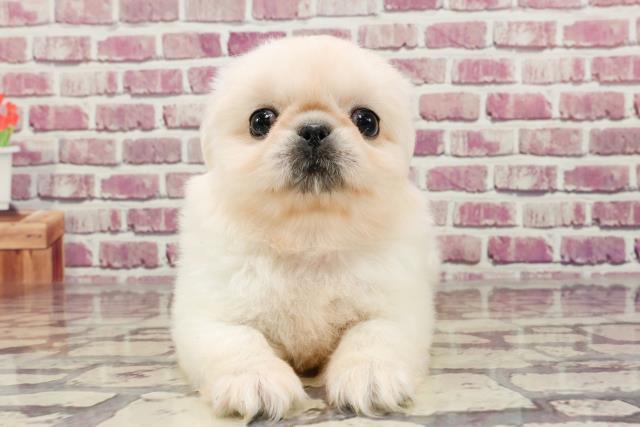 千葉県のペキニーズ (Coo&RIKUフレスポ稲毛店/2023年12月18日生まれ/男の子/ホワイト)の子犬