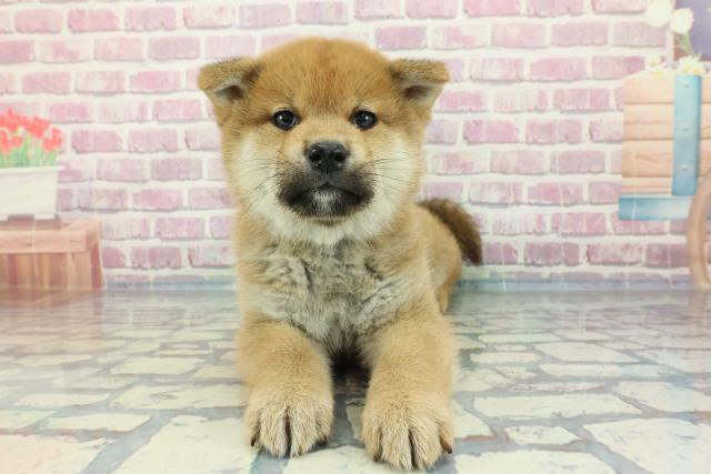 群馬県の柴犬(標準サイズ) (Coo&RIKU藤岡店/2023年12月16日生まれ/男の子/赤)の子犬