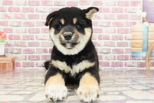 栃木県の柴犬(標準サイズ) (Coo&RIKU足利店/2023年12月18日生まれ/男の子/黒)の子犬