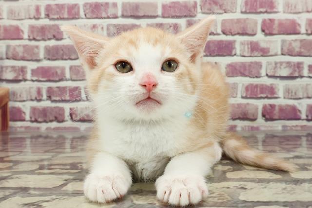 千葉県のマンチカン (Coo&RIKU東船橋店/2023年12月11日生まれ/男の子/クリームタビーホワイト)の子猫