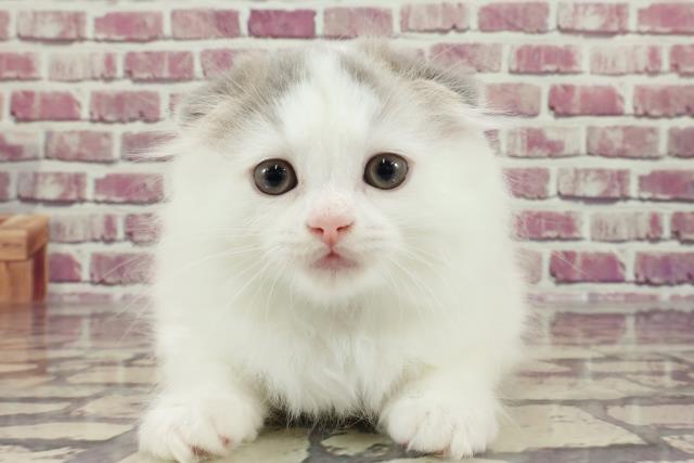 千葉県のスコティッシュフォールド (Coo&RIKU東船橋店/2023年12月16日生まれ/男の子/ブルータビーホワイト)の子猫