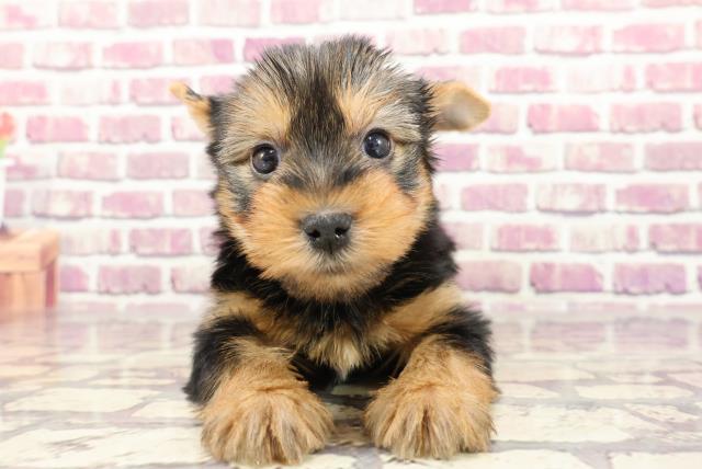 北海道のヨークシャーテリア (Coo&RIKU函館店/2023年12月19日生まれ/男の子/スチールブルータン)の子犬