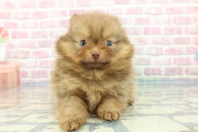 埼玉県のポメラニアン (Coo&RIKU草加バイパス店/2023年12月17日生まれ/女の子/ビーバー)の子犬