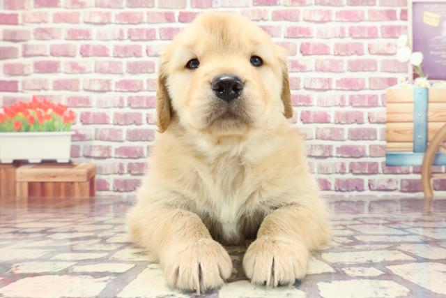 福島県のゴールデンレトリバー (Coo&RIKUいわき店/2023年12月18日生まれ/男の子/ゴールデン)の子犬