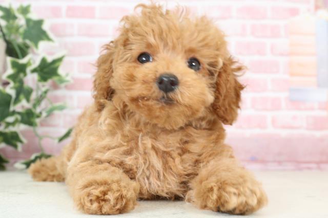 熊本県のトイプードル(トイ) (Coo&RIKU宇土シティモール店/2023年12月15日生まれ/男の子/レッド)の子犬