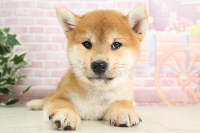 福岡県の柴犬(標準サイズ) (Coo&RIKU福岡西店/2023年12月19日生まれ/女の子/赤)の子犬