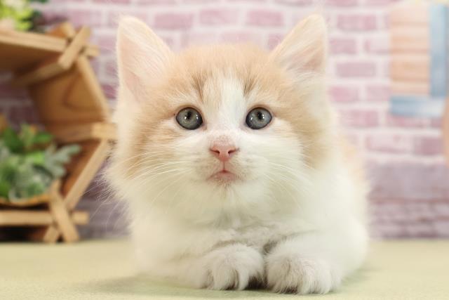 東京都のノルウェージャンフォレストキャット (Coo&RIKU江戸川店/2023年12月19日生まれ/男の子/クリームホワイト)の子猫