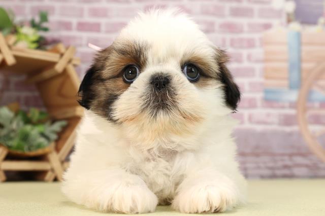 千葉県のシーズー (Coo&RIKU市原店/2023年12月20日生まれ/女の子/ゴールドホワイト)の子犬