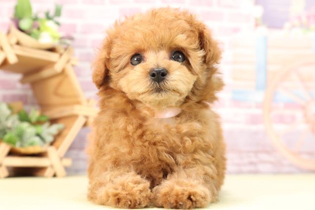 静岡県のティーカッププードル (Coo&RIKU静岡SBS通り店/2023年12月14日生まれ/女の子/レッド)の子犬