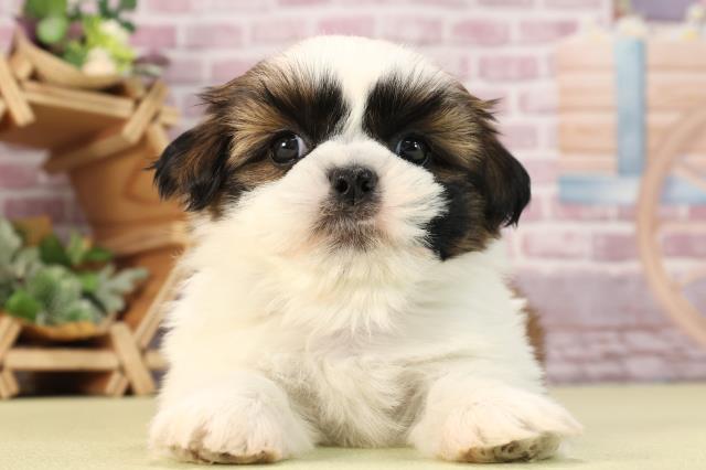 栃木県のシーズー (Coo&RIKU足利店/2023年12月19日生まれ/男の子/ゴールドホワイト)の子犬