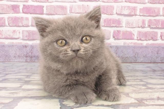奈良県のブリティッシュショートヘアー (Coo&RIKU奈良新庄店/2023年12月21日生まれ/女の子/ブルー)の子猫