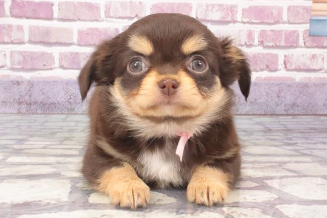 奈良県のチワワ(ロング) (Coo&RIKU奈良新庄店/2023年12月20日生まれ/女の子/チョコレートタン)の子犬