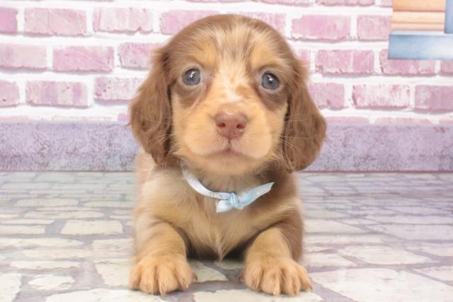 和歌山県のミニチュアダックスフンド(ロング) (Coo&RIKU和歌山店/2023年12月20日生まれ/男の子/チョコレートダップル)の子犬