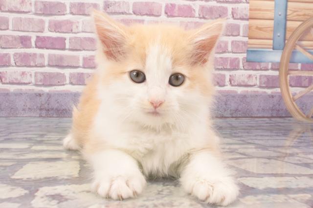 埼玉県のノルウェージャンフォレストキャット (Coo&RIKU熊谷ニットーモール店/2023年12月21日生まれ/女の子/クリームタビーホワイト)の子猫