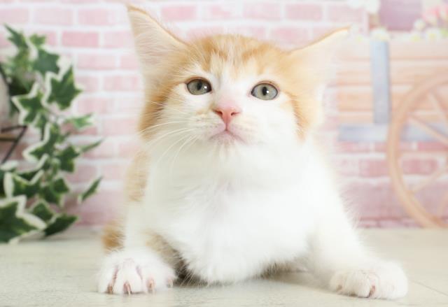 福岡県のメインクーン (Coo&RIKU福岡古賀店/2023年12月21日生まれ/男の子/レッドタビーホワイト)の子猫