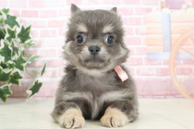 長崎県のチワワ(ロング) (Coo&RIKU長崎浜町店/2023年12月21日生まれ/女の子/ブルータンホワイト)の子犬
