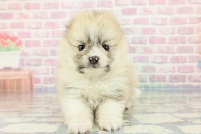 千葉県のポメラニアン (Coo&RIKUフレスポ稲毛店/2023年12月24日生まれ/男の子/パーティーカラー)の子犬