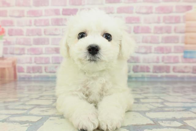 新潟県のビションフリーゼ (Coo&RIKU新潟西店/2023年12月24日生まれ/男の子/ホワイト)の子犬
