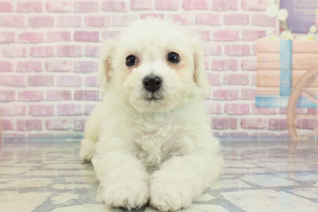 神奈川県のビションフリーゼ (Coo&RIKU横浜青葉店/2023年12月24日生まれ/男の子/ホワイト(白))の子犬