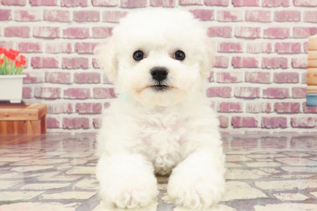 神奈川県のビションフリーゼ (Coo&RIKU小田原店/2023年12月22日生まれ/男の子/ホワイト(白))の子犬