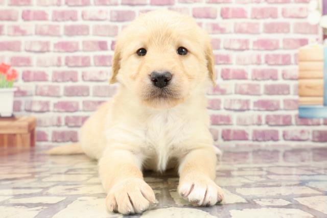山形県のハーフ犬 (Coo&RIKUイオンタウン酒田店/2023年12月24日生まれ/女の子/ゴールデン)の子犬