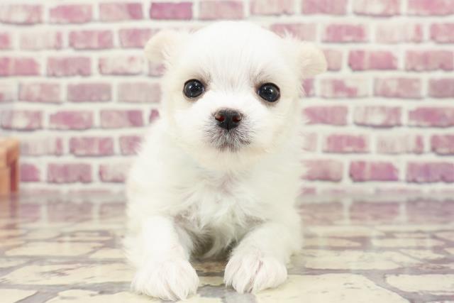 東京都のチワマル/マルチワ(チワワ×マルチーズ) (Coo&RIKU練馬店/2023年12月23日生まれ/男の子/ホワイトクリーム)の子犬