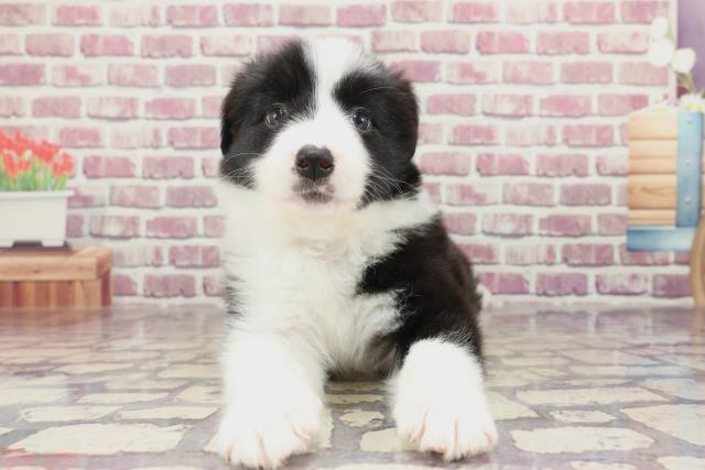 東京都のボーダーコリー (Coo&RIKU吉祥寺店/2023年12月23日生まれ/女の子/ブラックホワイト)の子犬