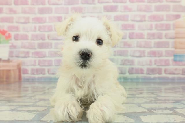 滋賀県のミニチュアシュナウザー (Coo&RIKUアヤハディオ水口店/2023年12月23日生まれ/女の子/ホワイト)の子犬