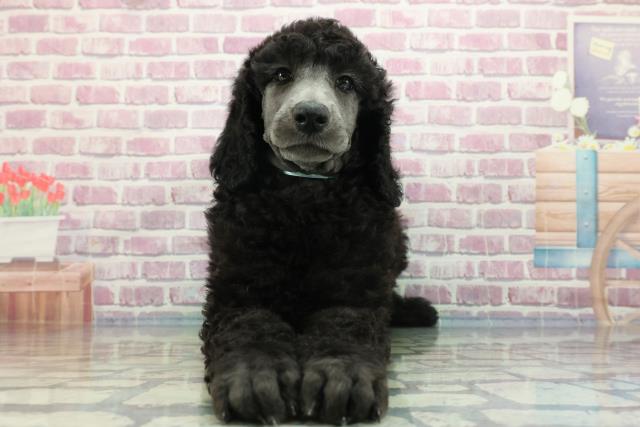 神奈川県のスタンダードプードル (Coo&RIKU平塚店/2023年12月23日生まれ/男の子/シルバー)の子犬