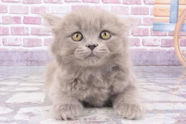 高知県のブリティッシュロングヘアー (Coo&RIKUのいち店/2023年12月18日生まれ/男の子/ブルー)の子猫
