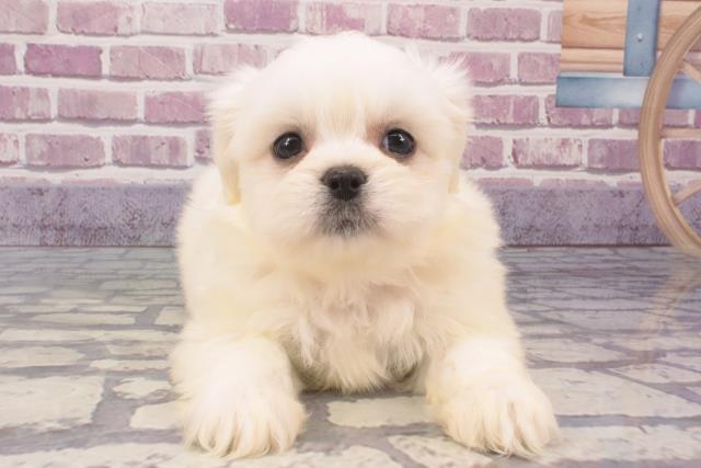 滋賀県のハーフ犬 (Coo&RIKU滋賀草津店/2023年12月22日生まれ/女の子/ホワイトクリーム)の子犬