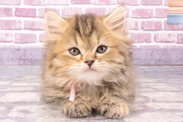 東京都のスコティッシュストレート (Coo&RIKU立川店/2023年12月23日生まれ/女の子/ブラウンパッチドタビー)の子猫