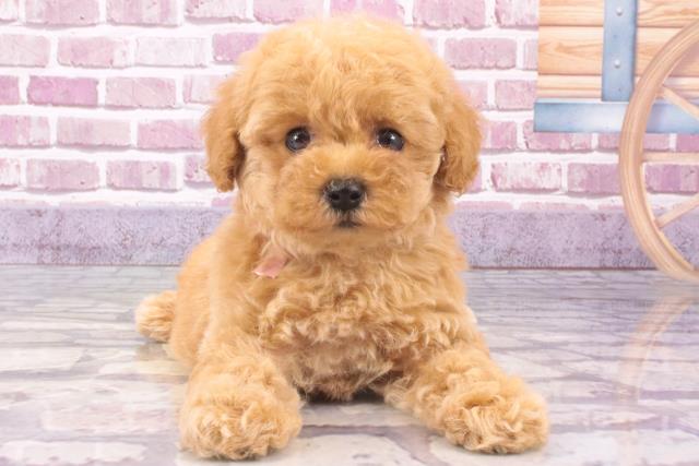 東京都のトイプードル(トイ) (Coo&RIKUフレスポ住吉店/2023年12月19日生まれ/女の子/アプリコット)の子犬