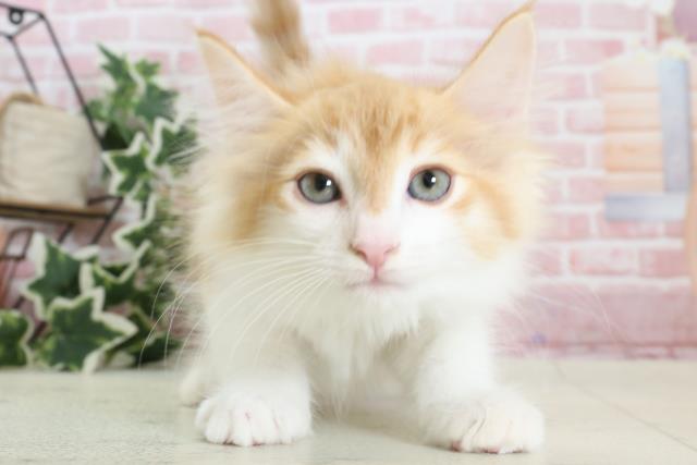 熊本県のノルウェージャンフォレストキャット (Coo&RIKU熊本店/2023年12月10日生まれ/男の子/レッドタビーホワイト)の子猫