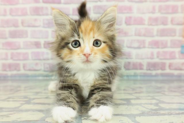 埼玉県のノルウェージャンフォレストキャット (Coo&RIKUアニマルケアセンター大宮/2023年12月23日生まれ/女の子/ブラウンパッチドタビーホワイト)の子猫