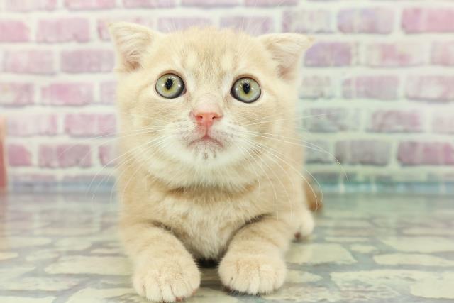 兵庫県のスコティッシュフォールド (Coo&RIKU伊丹店/2023年12月15日生まれ/男の子/クリームタビー)の子猫