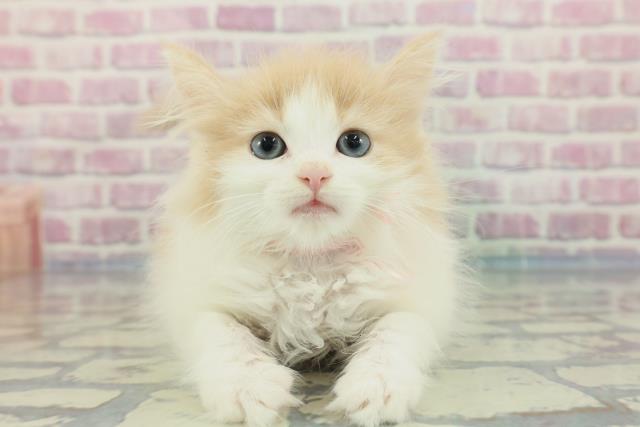 北海道のノルウェージャンフォレストキャット (Coo&RIKU帯広店/2023年12月15日生まれ/女の子/クリームタビーホワイト)の子猫