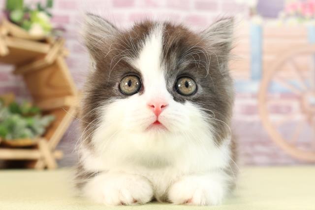 神奈川県のミヌエット (Coo&RIKU日吉店/2023年12月22日生まれ/男の子/シルバータビーホワイト)の子猫