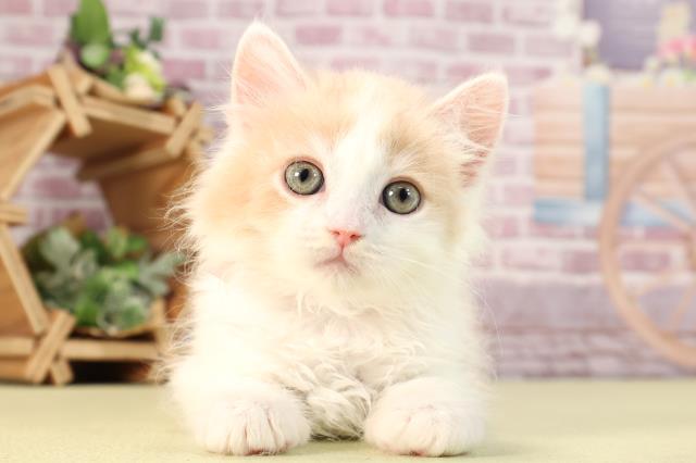 新潟県のサイベリアン (Coo&RIKU新潟東店/2023年12月23日生まれ/女の子/クリームタビーホワイト)の子猫