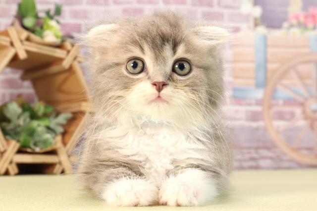 愛知県のスコティッシュフォールド (Coo&RIKU東海一宮店/2023年12月23日生まれ/男の子/ブルータビーホワイト)の子猫
