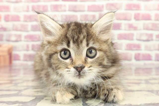 奈良県のサイベリアン (Coo&RIKU天理店/2023年12月18日生まれ/女の子/ブラウンタビー)の子猫