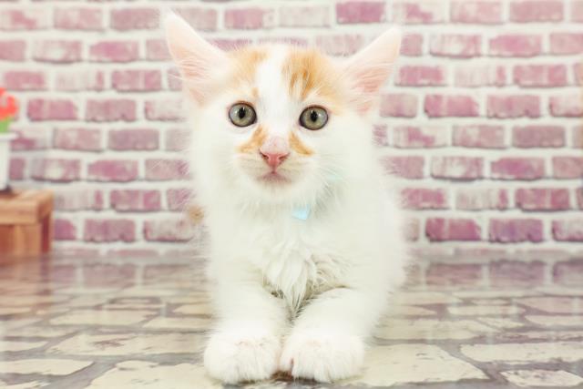 千葉県のメインクーン (Coo&RIKU南柏店/2023年12月23日生まれ/男の子/レッドホワイト)の子猫