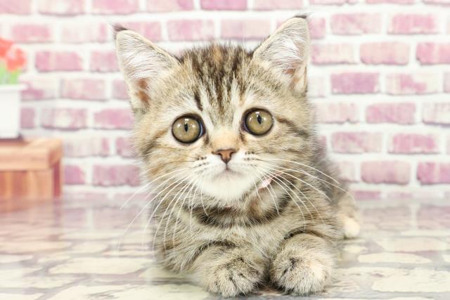茨城県のミヌエット (Coo&RIKU日立店/2023年12月6日生まれ/女の子/ブラウンパッチドタビー)の子猫