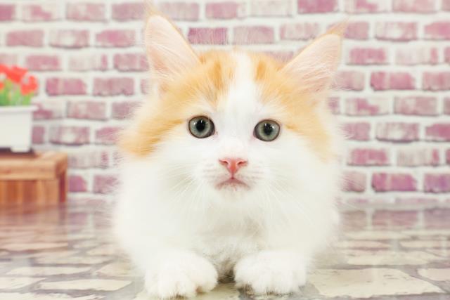 兵庫県のサイベリアン (Coo&RIKU姫路店/2023年12月23日生まれ/男の子/レッドタビーホワイト)の子猫