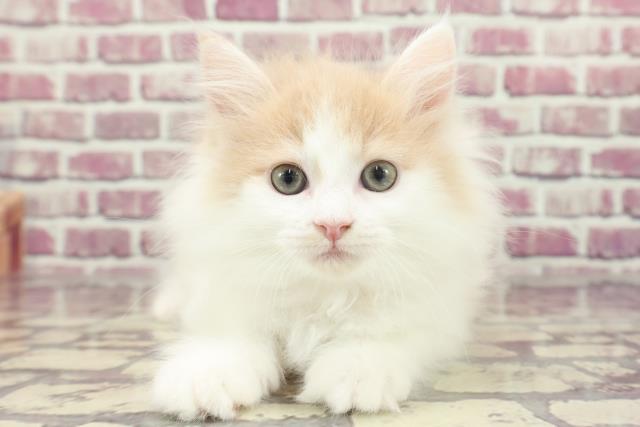 北海道のサイベリアン (Coo&RIKU苫小牧店/2023年12月23日生まれ/女の子/クリームホワイト)の子猫