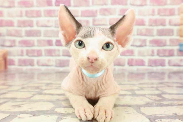 茨城県のスフィンクス (Coo&RIKU水戸店/2023年12月21日生まれ/男の子/ブルーホワイト)の子猫