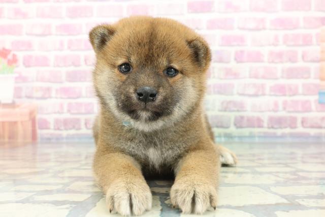 茨城県の柴犬(標準サイズ) (Coo&RIKU牛久店/2023年12月25日生まれ/男の子/赤)の子犬