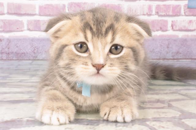 兵庫県のスコティッシュフォールド (Coo&RIKU伊丹店/2023年12月25日生まれ/男の子/ブルータビー)の子猫