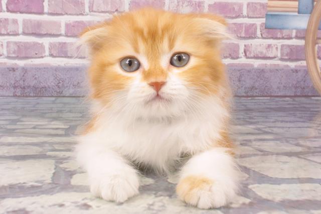 滋賀県のスコティッシュフォールド (Coo&RIKU長浜店/2023年12月22日生まれ/男の子/レッドタビーホワイト)の子猫